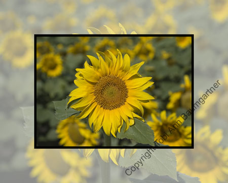 Lost In A Sea Of Sunflowers