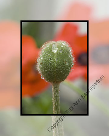 Poppy Bud