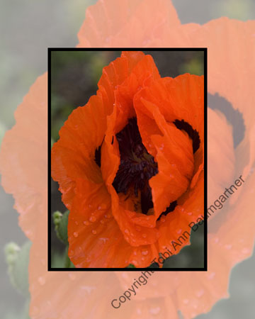 Poppy Open