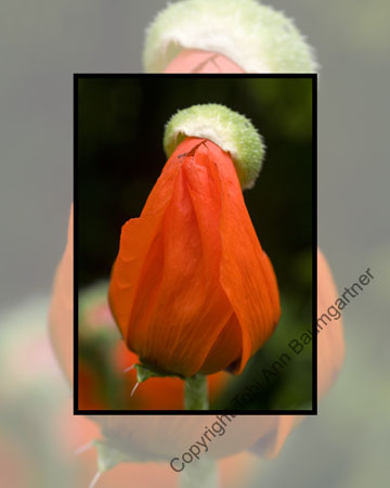 Poppy Top Hat