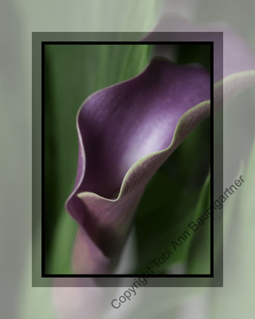 Purple Curvy Cala