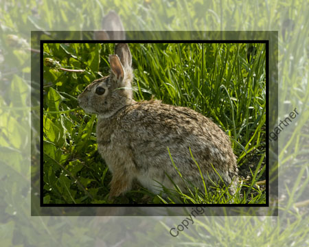Rabbit