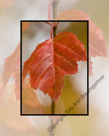Red Red Leaf