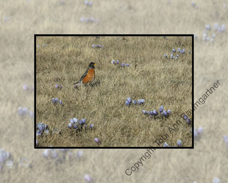 Robin Crocus