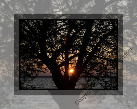 Sun Catcher
