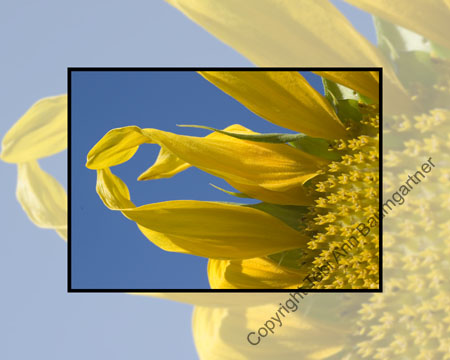 Sunflower Seahorse