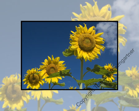 Sunflower Summit