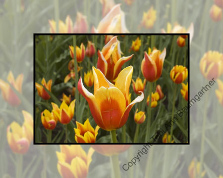 Tiger Tulip