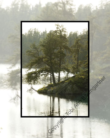 Tree Point