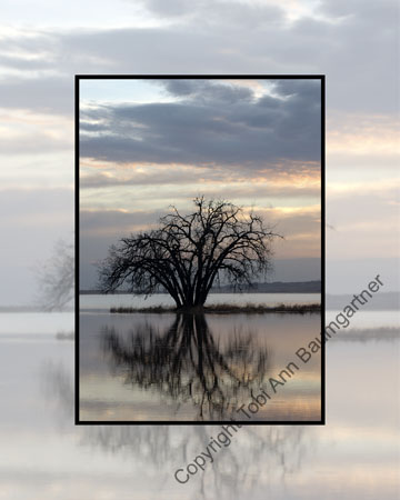 Tree in Flooded Colour