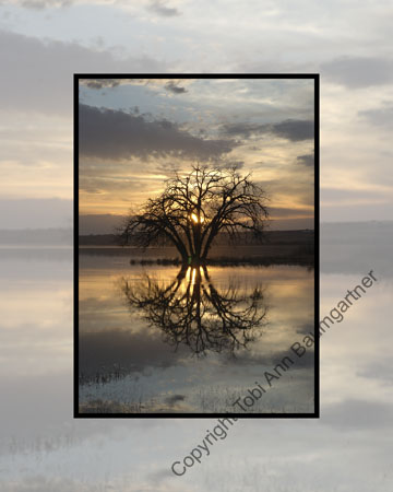 Tree in Moody Waters