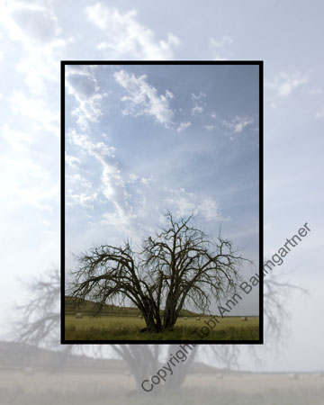 Valley Tree