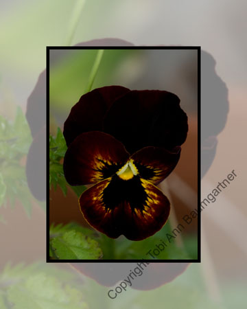 Velvet Pansy