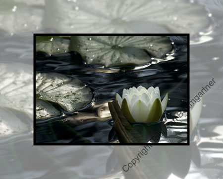 Water Lily