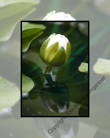 Water Lily Reflection