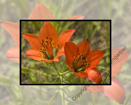 Western Red Duo
