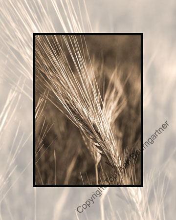 Wheat_ Sepia
