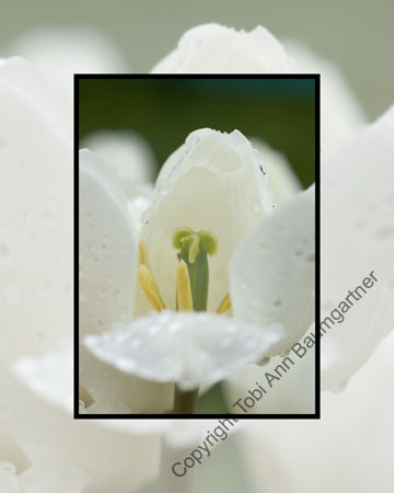 White Tulip