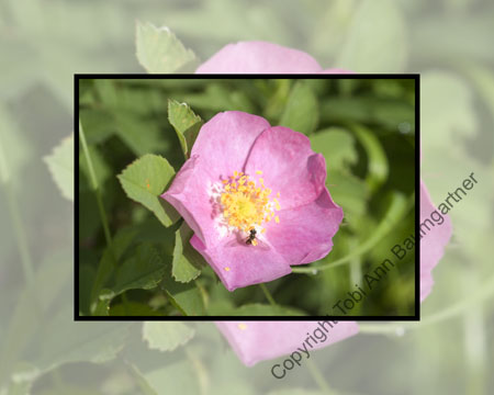Wild Rose Open