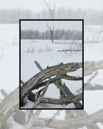 Winter_ Remnants